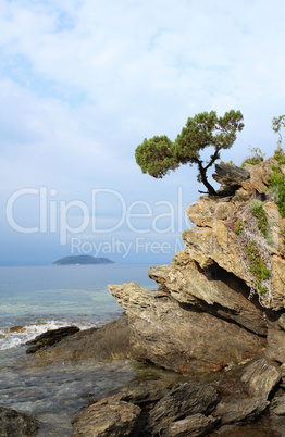 pine tree on a rock above the sea