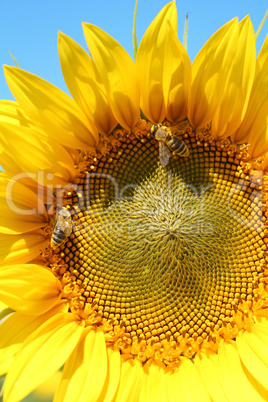 two bees on sunflower