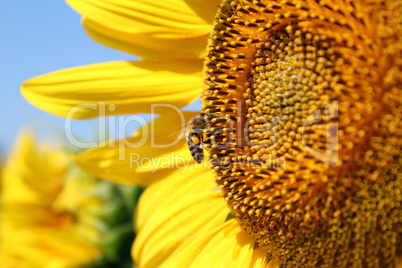 bee on sunflower summer scene