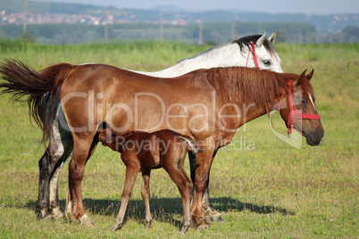 foal feeding with milk from mare