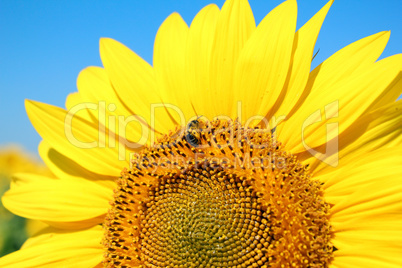 bright yellow sunflower