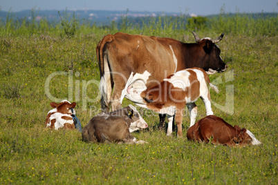 calf feeding with milk