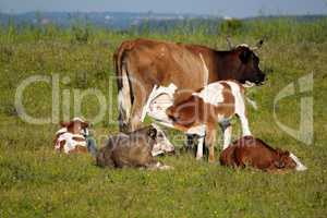 calf feeding with milk