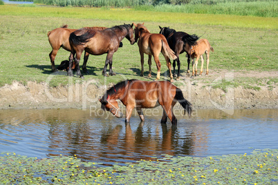 horse standing in water