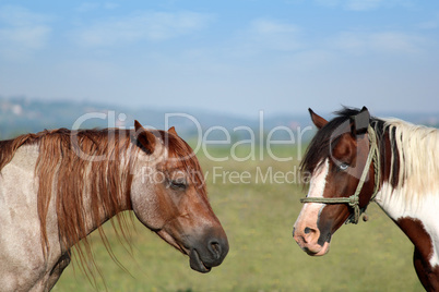 two horses portrait