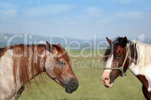 two horses portrait