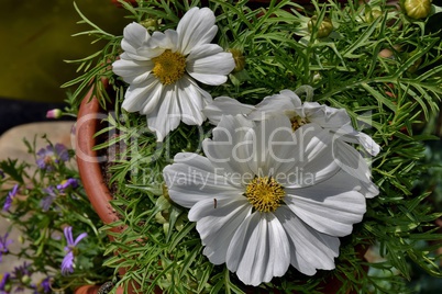 Weiße Margeriten im Blumentopf