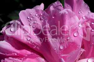 Wasserperlen und rosa Pfingstrosenblüte