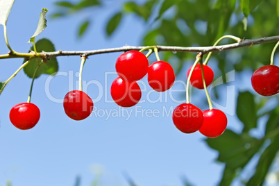 Red ripe cherry fruits on a twig