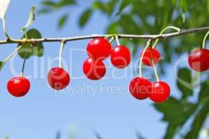 Red ripe cherry fruits on a twig