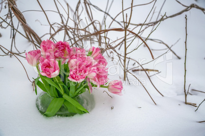 Fresh flowers in the snow