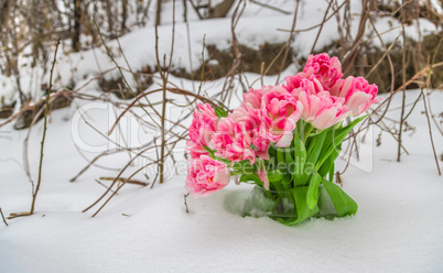 Fresh flowers in the snow