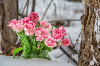 Fresh pink and white tulips next to the dry plants