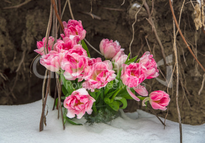 Fresh flowers in the snow on a grunge background