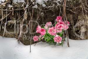 Fresh flowers in the snow on a grunge background