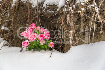 Fresh flowers in the snow on a grunge background