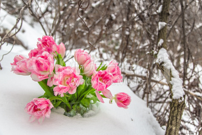 Fresh flowers in the snow