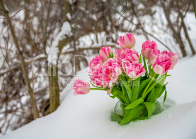 Fresh flowers in the snow