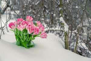 Fresh flowers in the snow