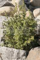 Evergreen tree among the rocks