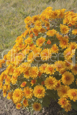 Orange flowers in the garden