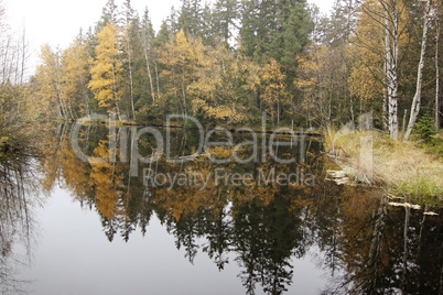 Autumn forest on the shores of lake
