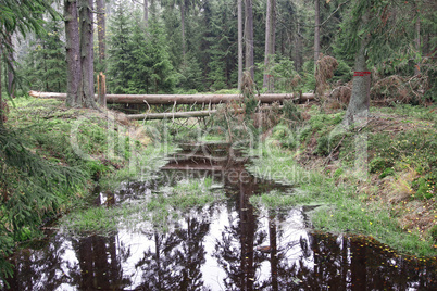 Forests in peat bogs Kladska