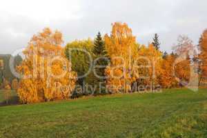 Colorful autumn - trees in autumn