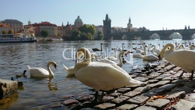 White Swans in Prague
