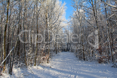 Winter Landscape