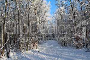 Winter Landscape