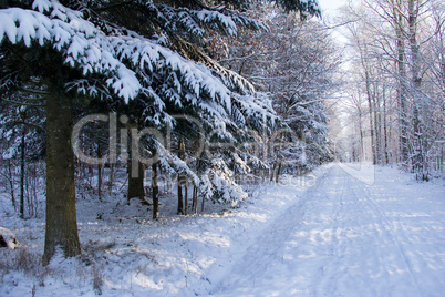 Winter Landscape