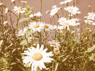 Retro looking Daisy flower