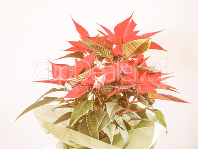 Retro looking Poinsettia Christmas star