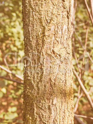 Retro looking Tree bark