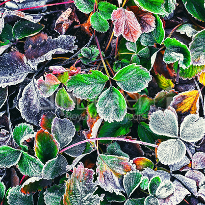 Frozen Bush in the fall