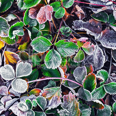 Frozen Bush in the fall