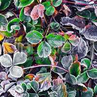 Frozen Bush in the fall