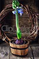 Spring blooming hyacinth