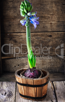 Spring blooming hyacinth