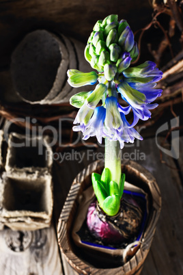 Spring blooming hyacinth