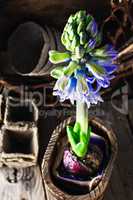 Spring blooming hyacinth