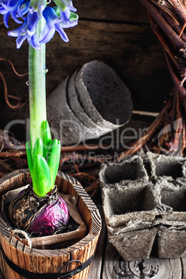 Spring blooming hyacinth