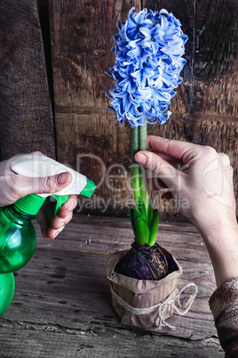 Caring for hyacinth