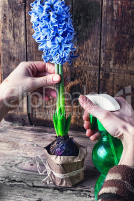 Caring for hyacinth