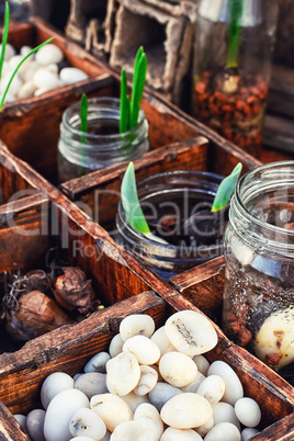 seedlings spring plants