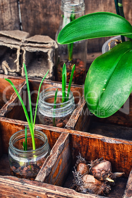 seedlings spring plants