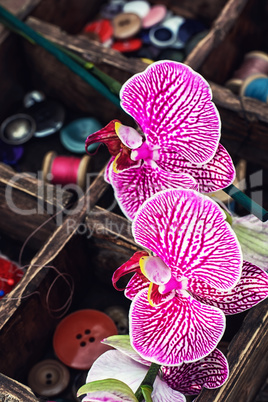 Sewing supplies and Orchid