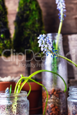 Blooming Muscari coeruleum