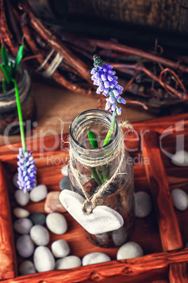 Spring blooming sprouts